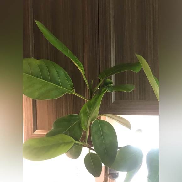 Tall and Large Ficus Audrey - Picture 5 of 16